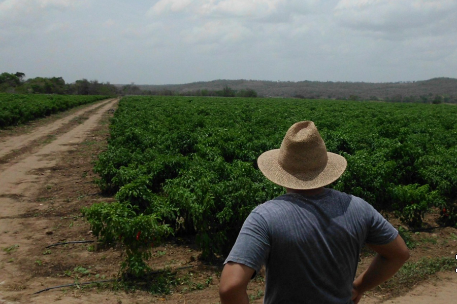 Pepper Flavours - Nuestra Historia